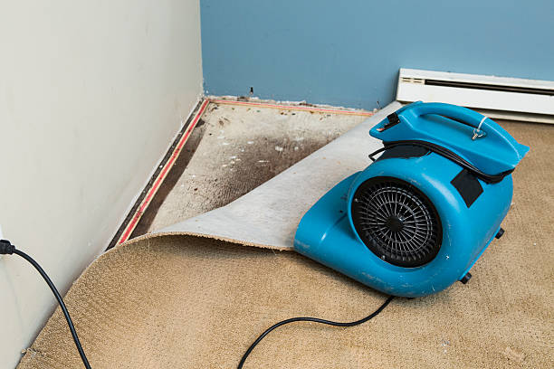 Best Water damage restoration near me  in Brookwood, AL